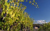 De wijngaarden van Chianti - Toscane Algemene informatie 