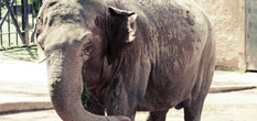Een olifant in het Bioparco te Rome Kinderplezier dagje uit in Italie
