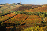 Wijngaard in Alba