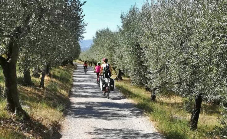 Fietsen door olijfgaarden in Umbrië