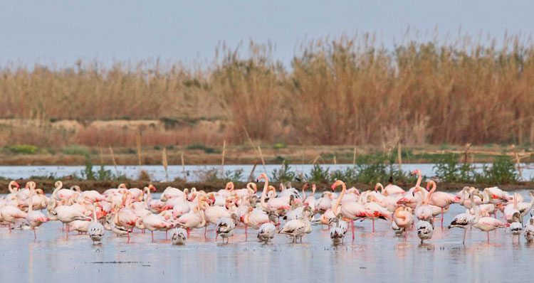 Flamingos in de Oasi Naturalistica Vallevecchia Brussa