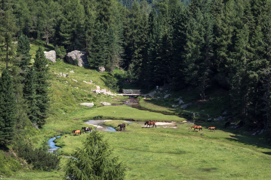 Mountainbiken in Val Campelle, Valsugana