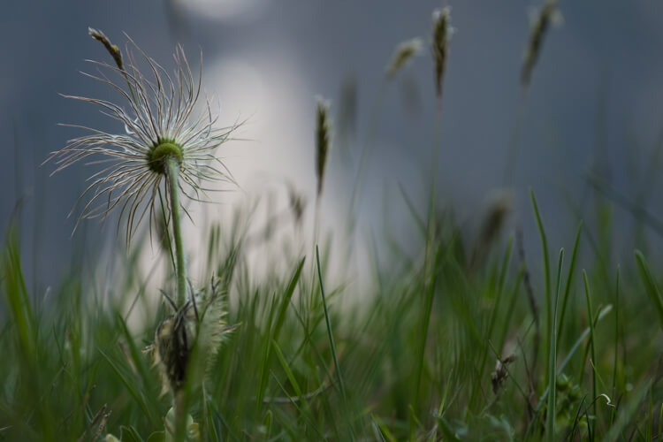 Op pad met een alpenbloemen expert